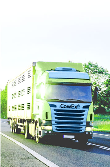 Dutch Heifers Suppliers in Pakistan