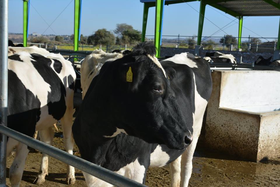 Holland-cows-in-Pakistan