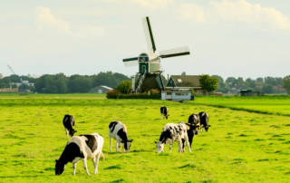 dutch cow suppliers