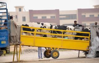 Cow import procedure in Pakistan